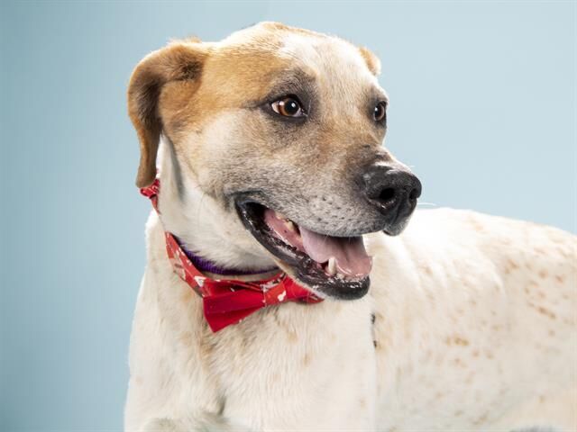 Last week's pet, still availalbe: Spunky